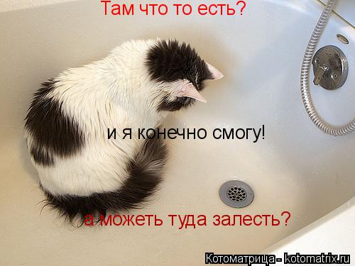 Там что то есть? а можеть туда залесть? и я конечно смогу!... Котоматрица: Там что то есть? а можеть туда залесть? и я конечно смогу!