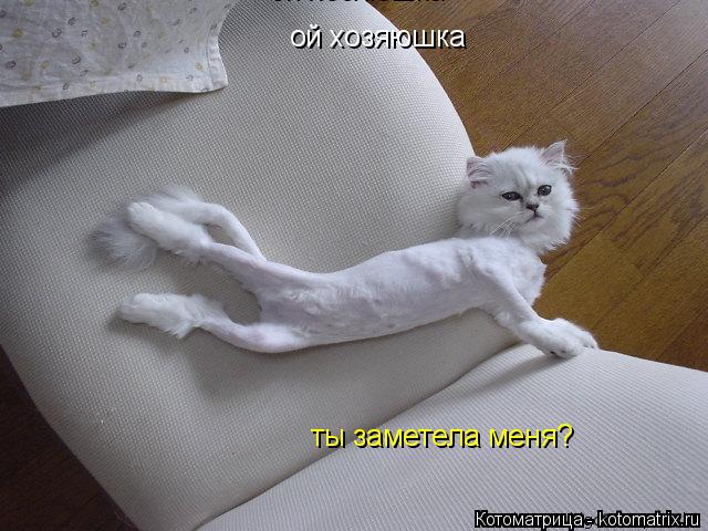 ой хозяюшка ой хозяюшка ты заметела меня?... Котоматрица: ой хозяюшка ой хозяюшка ты заметела меня?