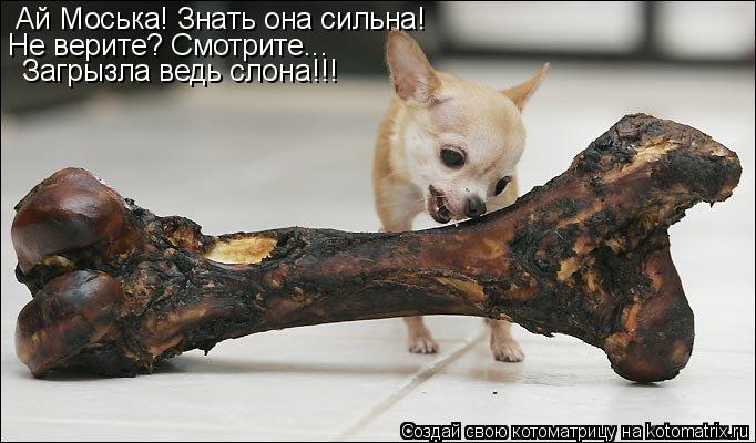 Котоматрица: Ай Моська! Знать она сильна! Не верите? Смотрите... Загрызла ведь слона!!!