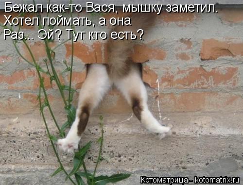 Бежал как-то Вася, мышку заметил. Хотел поймать, а она Раз... Раз... Эй? Тут кто есть?... Котоматрица: Бежал как-то Вася, мышку заметил. Хотел поймать, а она Раз... Раз... Эй? Тут кто есть?