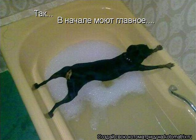 Так... В начале моют главное....... Котоматрица: Так... В начале моют главное....