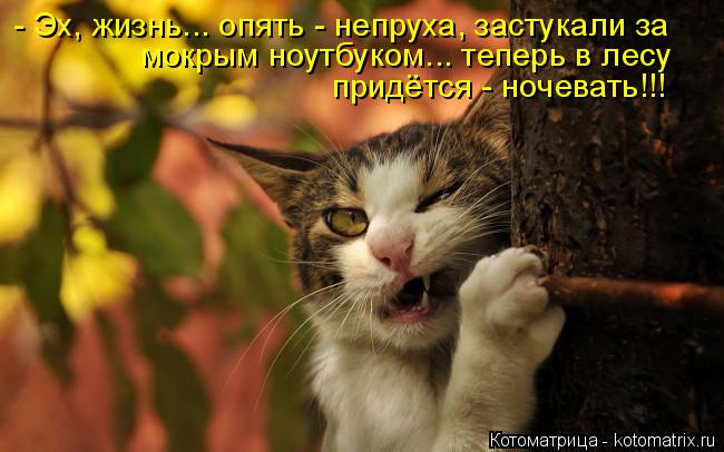 - Эх, жизнь... опять - непруха, застукали за мокрым ноутбуком... теперь в лесу придётся - ночевать!!... Котоматрица: - Эх, жизнь... опять - непруха, застукали за мокрым ноутбуком... теперь в лесу придётся - ночевать!!!