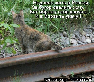 Котоматрица: Надоело жить в России. За бугор свалить хочу. Вот обрежу себе кончик... И в Израиль укачу!!!