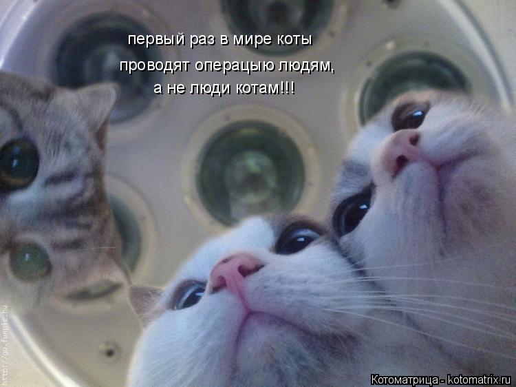 первый раз в мире коты проводят операцыю людям, а не люди котам!!!... Котоматрица: первый раз в мире коты проводят операцыю людям, а не люди котам!!!