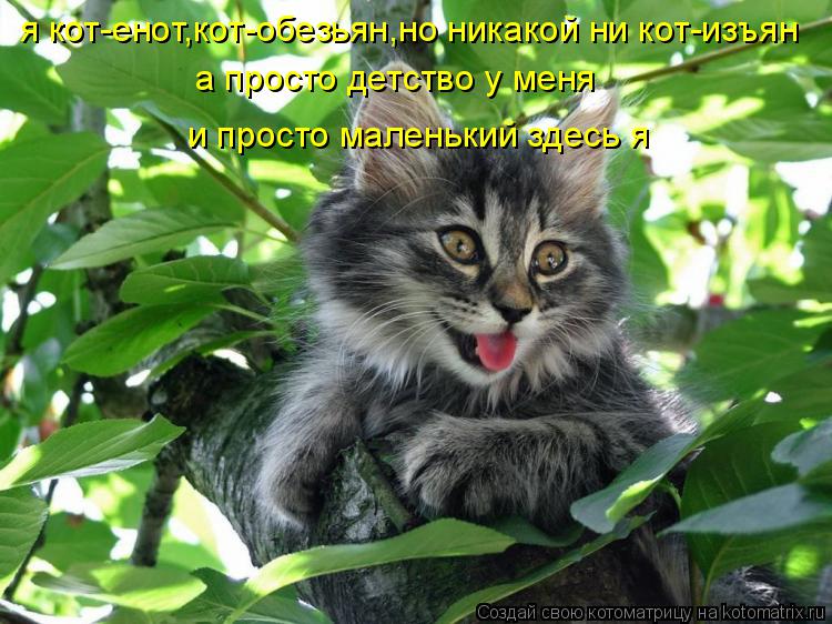 я кот-енот,кот-обезьян,но никакой ни кот-изъян а просто детство у меня и просто маленький здесь я... Котоматрица: я кот-енот,кот-обезьян,но никакой ни кот-изъян а просто детство у меня и просто маленький здесь я