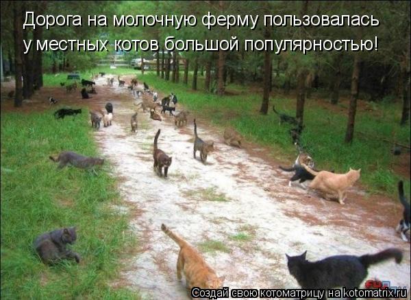 Котоматрица: Дорога на молочную ферму пользовалась  у местных котов большой популярностью!