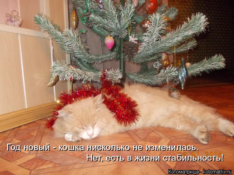 Нет, есть в жизни стабильность! Год новый - кошка нисколько не изменилась.... Котоматрица: Нет, есть в жизни стабильность! Год новый - кошка нисколько не изменилась.