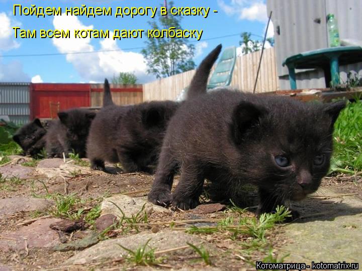 Котоматрица: Пойдем найдем дорогу в сказку - Там всем котам дают колбаску