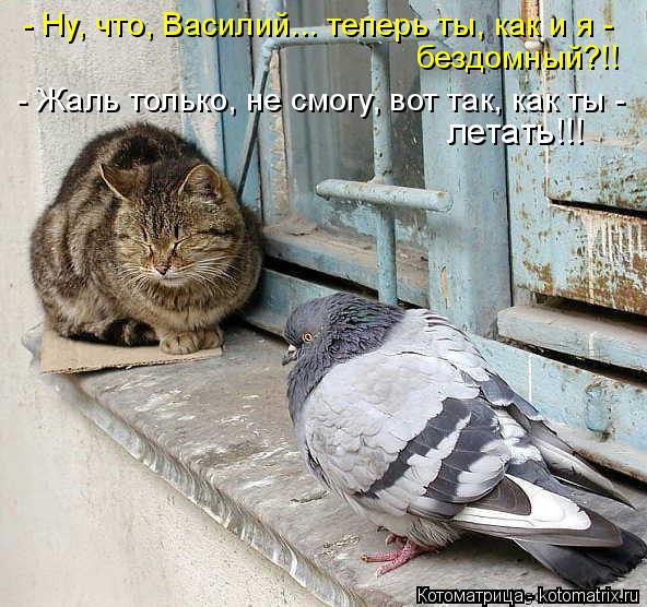 - Ну, что, Василий... теперь ты, как и я - бездомный?!! - Жаль только, не смогу, вот так, как ты - ле... Котоматрица: - Ну, что, Василий... теперь ты, как и я - бездомный?!! - Жаль только, не смогу, вот так, как ты - летать!!!