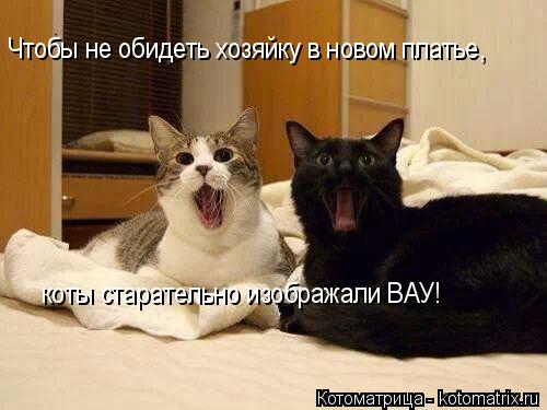 Котоматрица: Чтобы не обидеть хозяйку в новом платье, коты старательно изображали ВАУ!