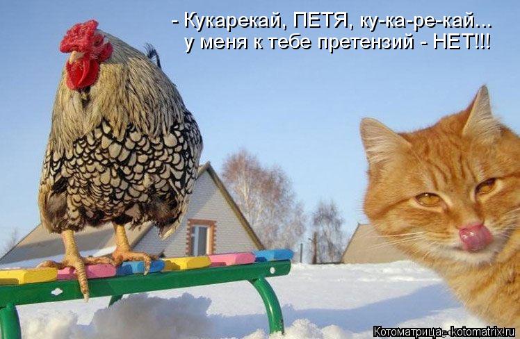 - Кукарекай, ПЕТЯ, ку-ка-ре-кай... у меня к тебе претензий - НЕТ!!!... Котоматрица: - Кукарекай, ПЕТЯ, ку-ка-ре-кай... у меня к тебе претензий - НЕТ!!!