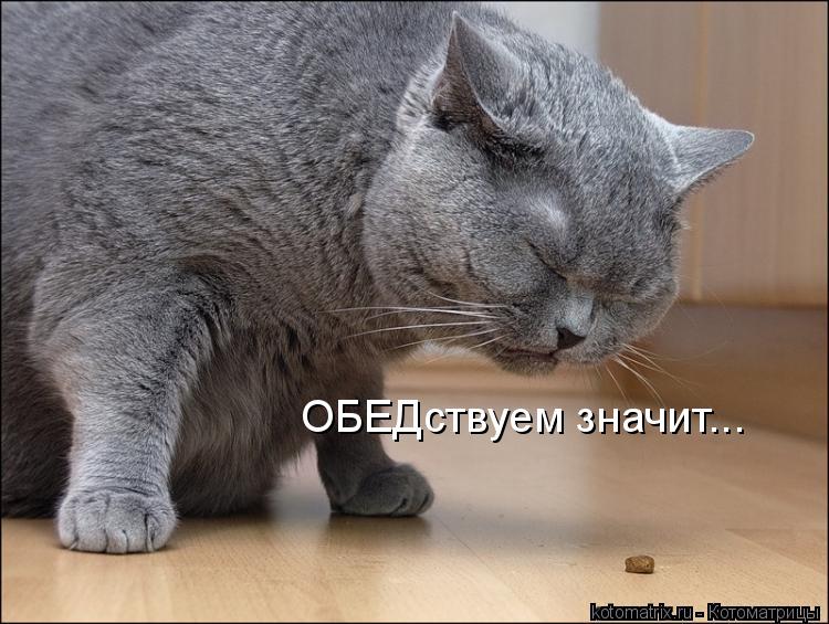 ОБЕДствуем значит...... Котоматрица: ОБЕДствуем значит...
