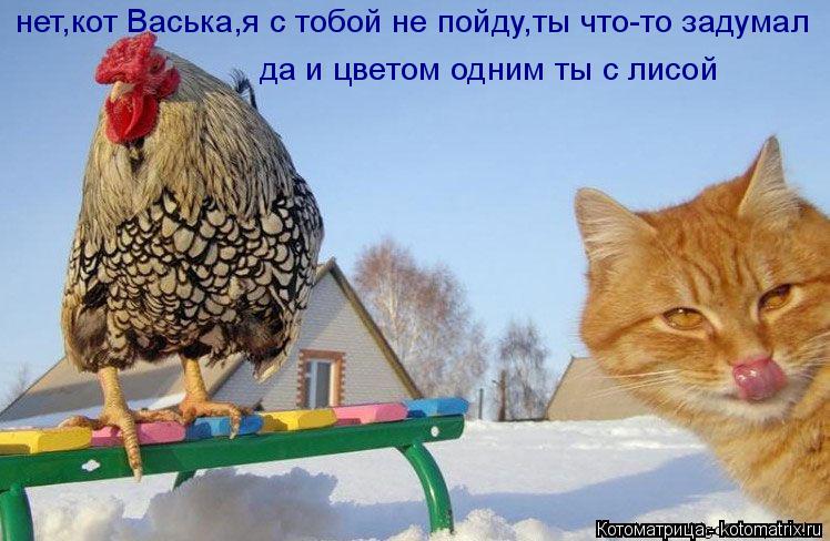 нет,кот Васька,я с тобой не пойду,ты что-то задумал да и цветом одним ты с лисой... Котоматрица: нет,кот Васька,я с тобой не пойду,ты что-то задумал да и цветом одним ты с лисой