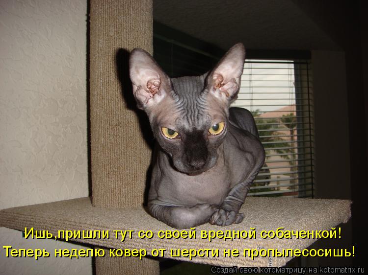 Котоматрица: Ишь,пришли тут со своей вредной собаченкой! Теперь неделю ковер от шерсти не пропылесосишь!