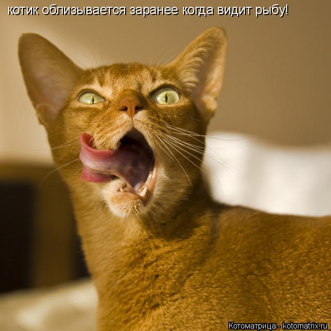котик облизывается заранее когда видит рыбу!... Котоматрица: котик облизывается заранее когда видит рыбу!