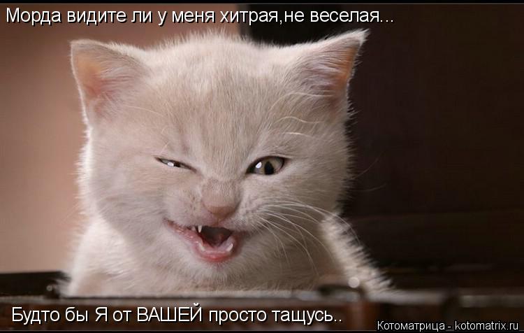 Будто бы Я от ВАШЕЙ просто тащусь.. Морда видите ли у меня хитрая,не веселая...... Котоматрица: Будто бы Я от ВАШЕЙ просто тащусь.. Морда видите ли у меня хитрая,не веселая...