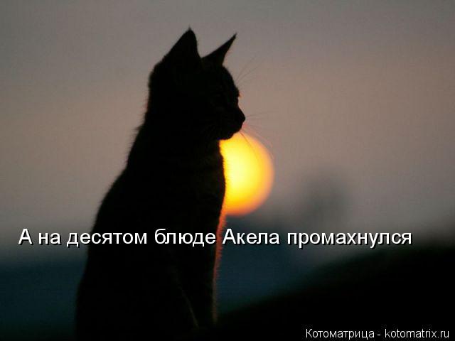 А на десятом блюде Акела промахнулся... Котоматрица: А на десятом блюде Акела промахнулся