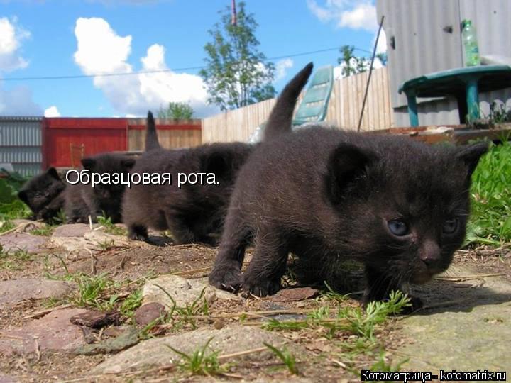 Котоматрица: Образцовая рота.