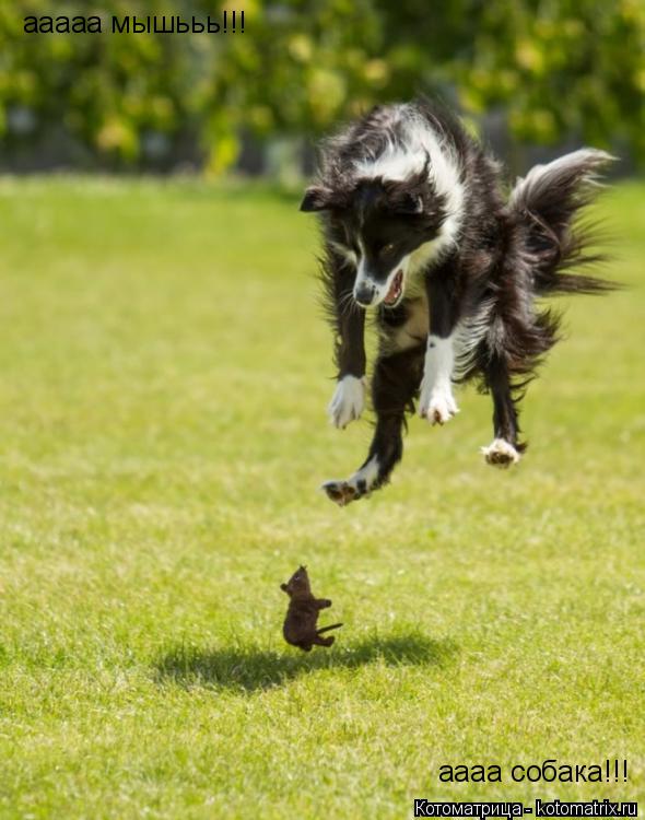 ааааа мышььь!!! аааа собака!!!... Котоматрица: ааааа мышььь!!! аааа собака!!!