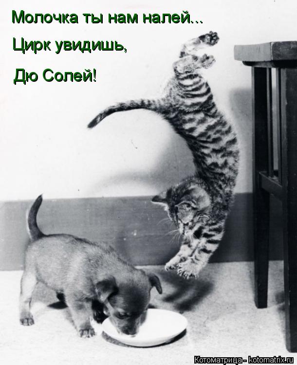 Молочка ты нам налей... Цирк увидишь, Дю Солей!... Котоматрица: Молочка ты нам налей... Цирк увидишь, Дю Солей!