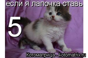 если я лапочка ставь 5... Котоматрица: если я лапочка ставь 5