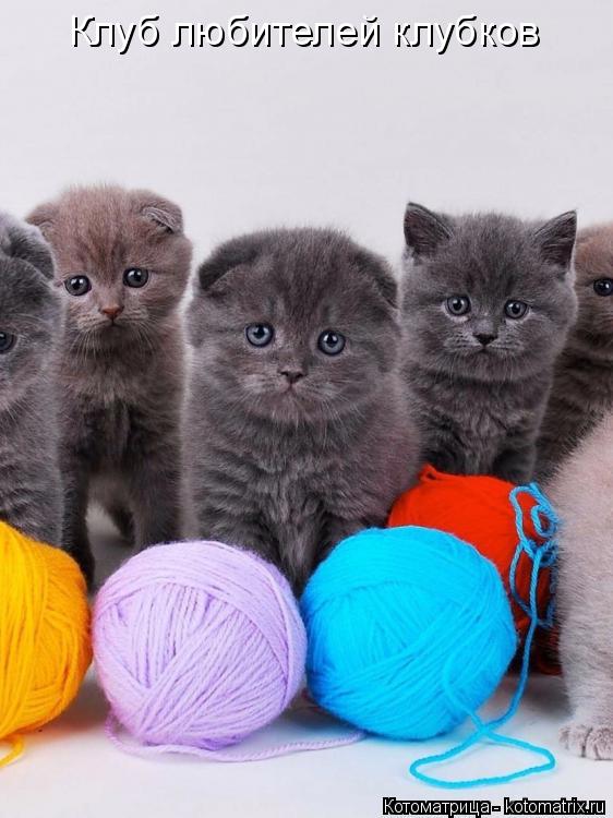 Клуб любителей клубков... Котоматрица: Клуб любителей клубков