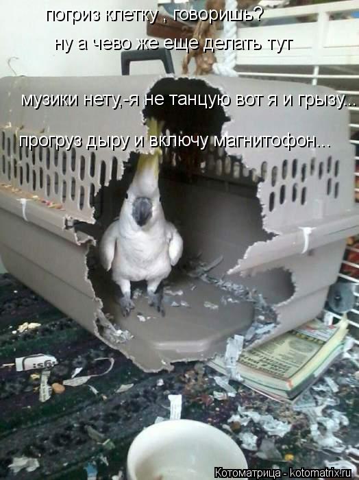 погриз клетку , говоришь? ну а чево же еще делать тут музики нету,-я не танцую вот я и грызу.... про... Котоматрица: погриз клетку , говоришь? ну а чево же еще делать тут музики нету,-я не танцую вот я и грызу.... прогруз дыру и включу магнитофон...