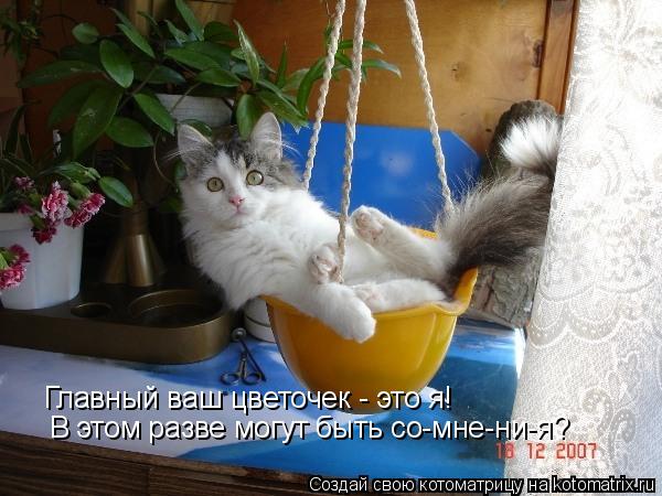 Главный ваш цветочек - это я! В этом разве могут быть со-мне-ни-я?... Котоматрица: Главный ваш цветочек - это я! В этом разве могут быть со-мне-ни-я?
