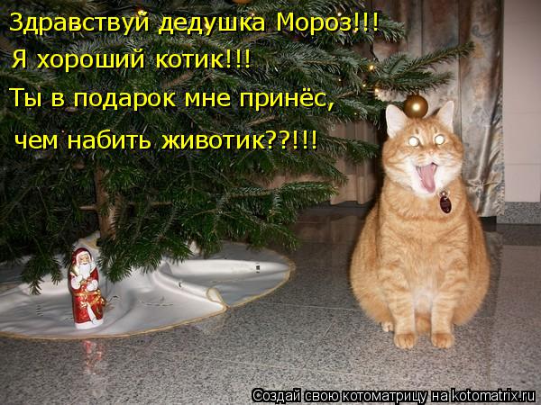 Здравствуй дедушка Мороз!!! Я хороший котик!!! Ты в подарок мне принёс, чем набить животик??!!!... Котоматрица: Здравствуй дедушка Мороз!!! Я хороший котик!!! Ты в подарок мне принёс, чем набить животик??!!!