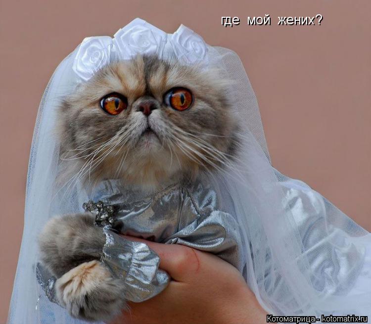 где мой жених?... Котоматрица: где мой жених?
