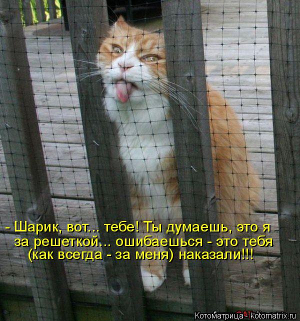 - Шарик, вот... тебе! Ты думаешь, это я за решеткой... ошибаешься - это тебя (как всегда - за меня) н... Котоматрица: - Шарик, вот... тебе! Ты думаешь, это я за решеткой... ошибаешься - это тебя (как всегда - за меня) наказали!!!