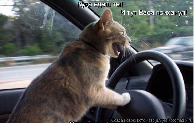 Куда едеш ты! И тут Вася психанул!... Котоматрица: Куда едеш ты! И тут Вася психанул!