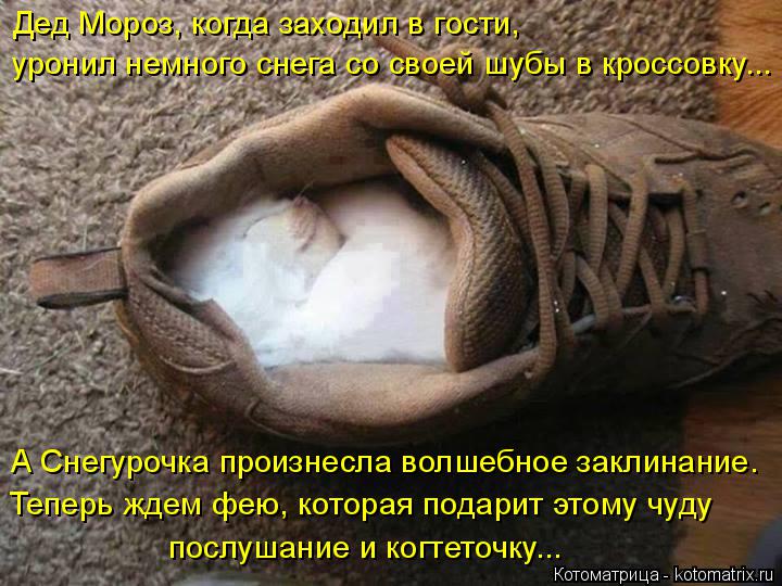 Дед Мороз, когда заходил в гости, уронил немного снега со своей шубы в кроссовку... А Снегурочка про... Котоматрица: Дед Мороз, когда заходил в гости, уронил немного снега со своей шубы в кроссовку... А Снегурочка произнесла волшебное заклинание. Теперь жде