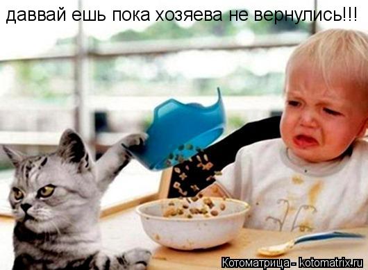 даввай ешь пока хозяева не вернулись!!!... Котоматрица: даввай ешь пока хозяева не вернулись!!!