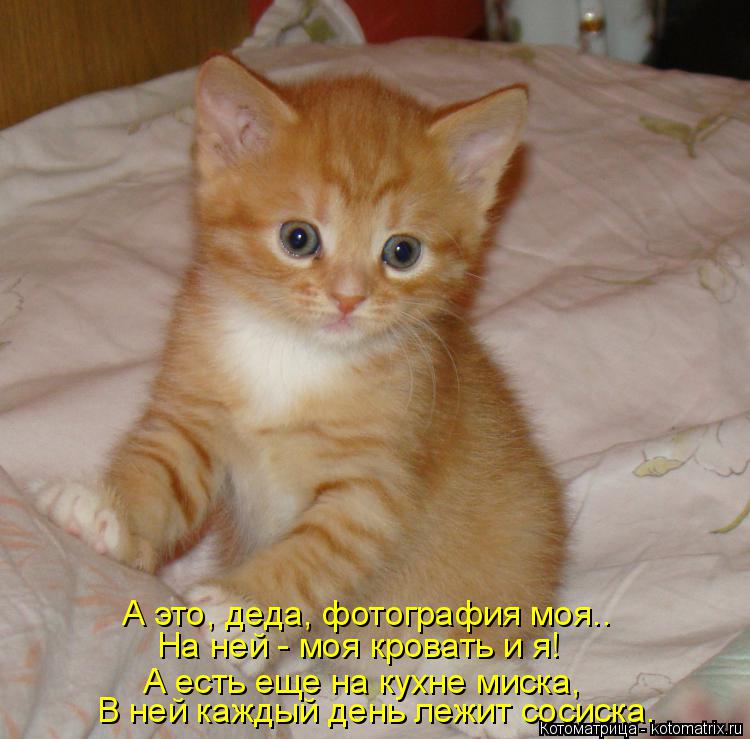 А это, деда, фотография моя.. На ней - моя кровать и я! А есть еще на кухне миска, В ней каждый день ... Котоматрица: А это, деда, фотография моя.. На ней - моя кровать и я! А есть еще на кухне миска, В ней каждый день лежит сосиска.