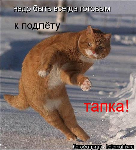 надо быть всегда готовым к подлёту тапка!... Котоматрица: надо быть всегда готовым к подлёту тапка!