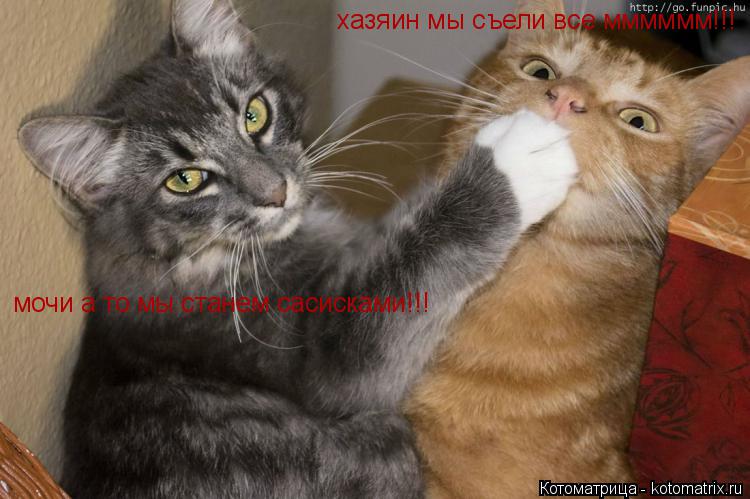 хазяин мы съели все мммммм!!! мочи а то мы станем сасисками!!!... Котоматрица: хазяин мы съели все мммммм!!! мочи а то мы станем сасисками!!!