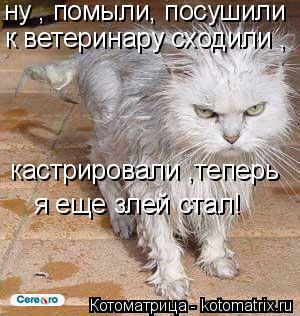 ну , помыли, посушили к ветеринару сходили , кастрировали ,теперь я еще злей стал!... Котоматрица: ну , помыли, посушили к ветеринару сходили , кастрировали ,теперь я еще злей стал!