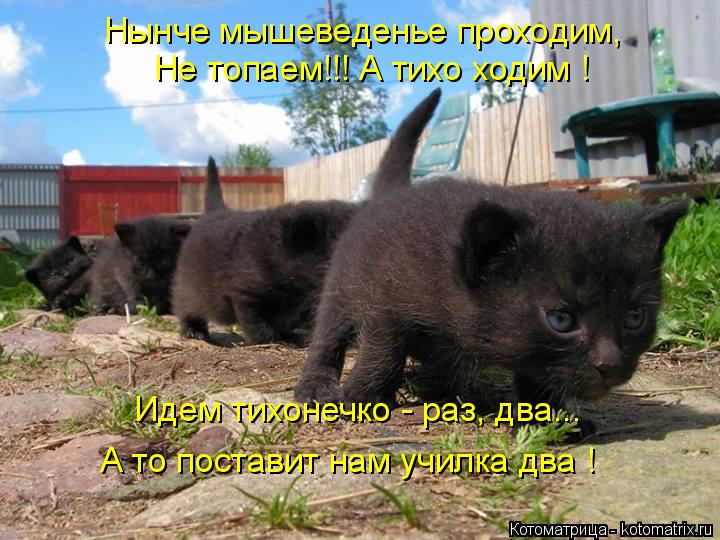Нынче мышеведенье проходим, Не топаем!!! А тихо ходим ! Идем тихонечко - раз, два... А то поставит на... Котоматрица: Нынче мышеведенье проходим, Не топаем!!! А тихо ходим ! Идем тихонечко - раз, два... А то поставит нам училка два !