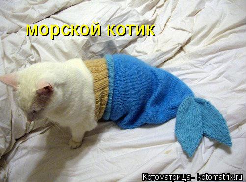морской котик... Котоматрица: морской котик
