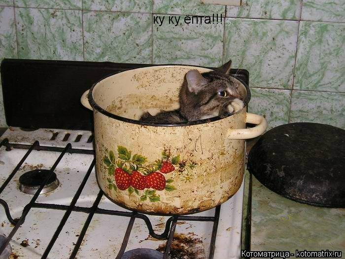 Котоматрица: ку ку ёпта!!!