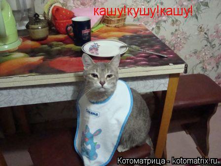 кашу!кушу!кашу!... Котоматрица: кашу!кушу!кашу!