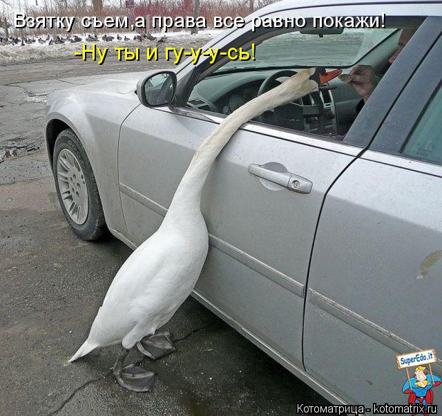 Взятку съем,а права все равно покажи! -Ну ты и гу-у-у-сь!... Котоматрица: Взятку съем,а права все равно покажи! -Ну ты и гу-у-у-сь!
