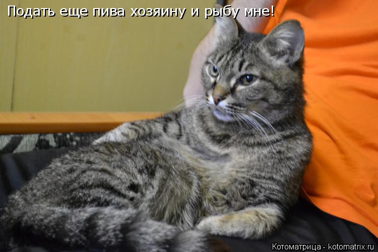 Подать еще пива хозяину и рыбу мне!... Котоматрица: Подать еще пива хозяину и рыбу мне!