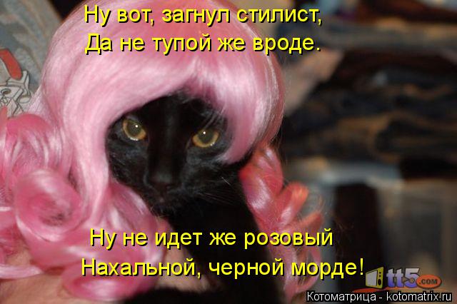 Ну вот, загнул стилист, Да не тупой же вроде. Ну не идет же розовый Нахальной, черной морде!... Котоматрица: Ну вот, загнул стилист, Да не тупой же вроде. Ну не идет же розовый Нахальной, черной морде!