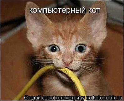 компьютерный кот... Котоматрица: компьютерный кот