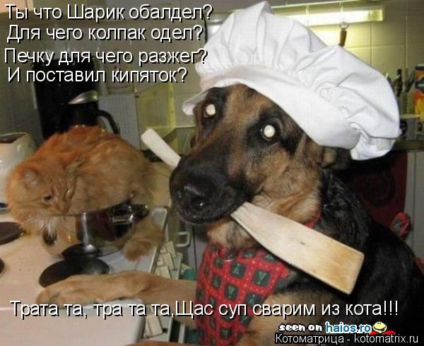 Трата та, тра та та,Щас суп сварим из кота!!! Ты что Шарик обалдел? Для чего колпак одел? Печку для ч... Котоматрица: Трата та, тра та та,Щас суп сварим из кота!!! Ты что Шарик обалдел? Для чего колпак одел? Печку для чего разжег? И поставил кипяток?