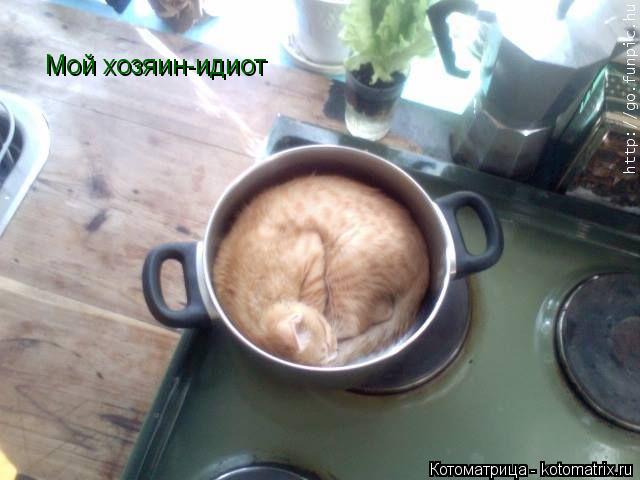 Мой хозяин-идиот... Котоматрица: Мой хозяин-идиот