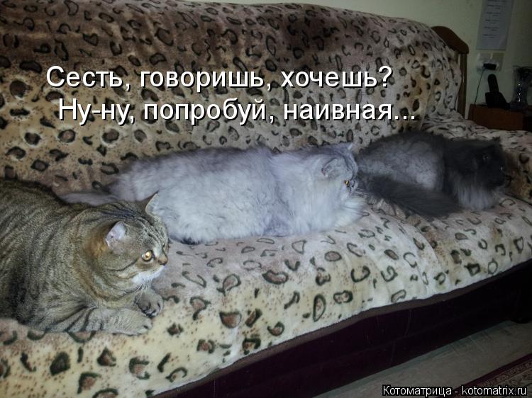 Сесть, говоришь, хочешь? Ну-ну, попробуй, наивная...... Котоматрица: Сесть, говоришь, хочешь? Ну-ну, попробуй, наивная...