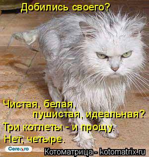 Добились своего? Чистая, белая, пушистая, идеальная? Три котлеты - и прощу. Нет, четыре.... Котоматрица: Добились своего? Чистая, белая, пушистая, идеальная? Три котлеты - и прощу. Нет, четыре.